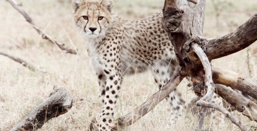 Cheetah-cub-Soit-Lemontonye-MR
