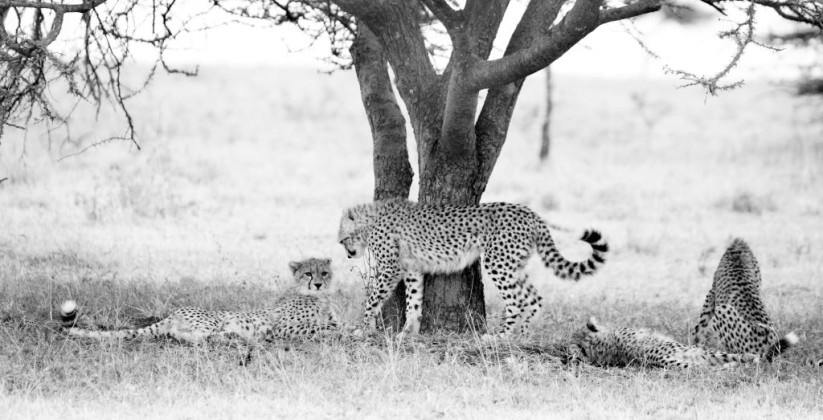 Cheetah-cubs-Soit-Lemontonye-MR