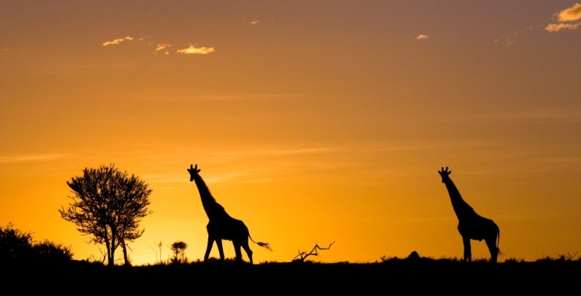 Giraffe-sunset-Soit-Lemontoye-LR