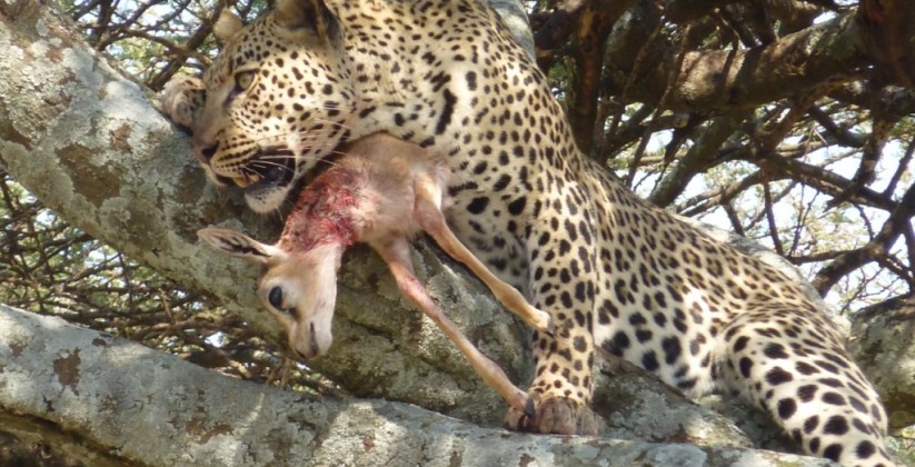 Leopard-with-kill-in-tree-Soit-Lemontonye-LR
