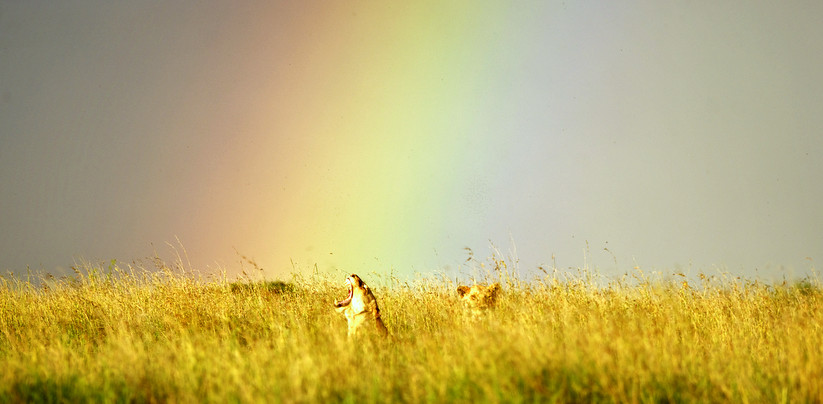 Lioness-rainbow-Soit-Lemontonye-LR