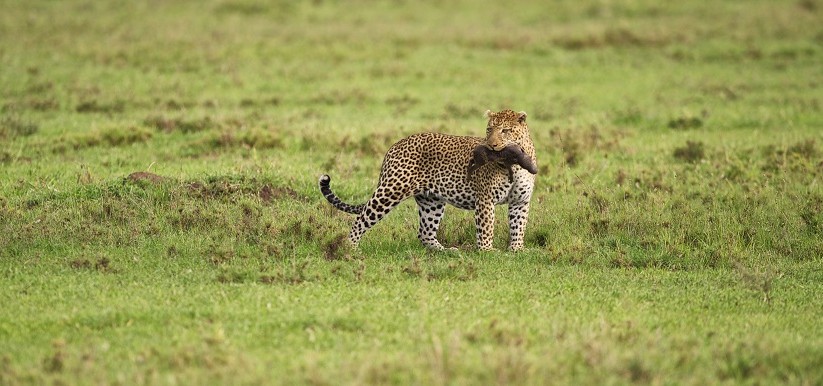 Namiri-Plains-Serengeti-Leopard-with-Kill