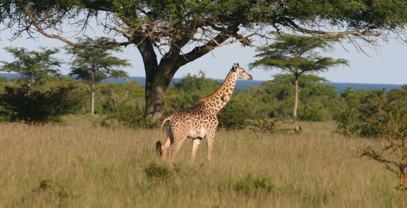Tanzania-Saadani-Safari-Lodge-Giraffe
