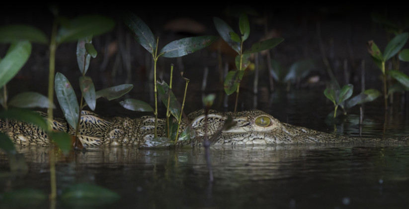 saadani-river-crocodile-1-